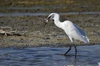 Aigrette garzette