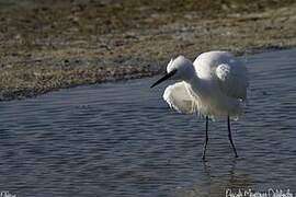 Little Egret