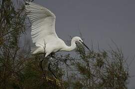 Little Egret