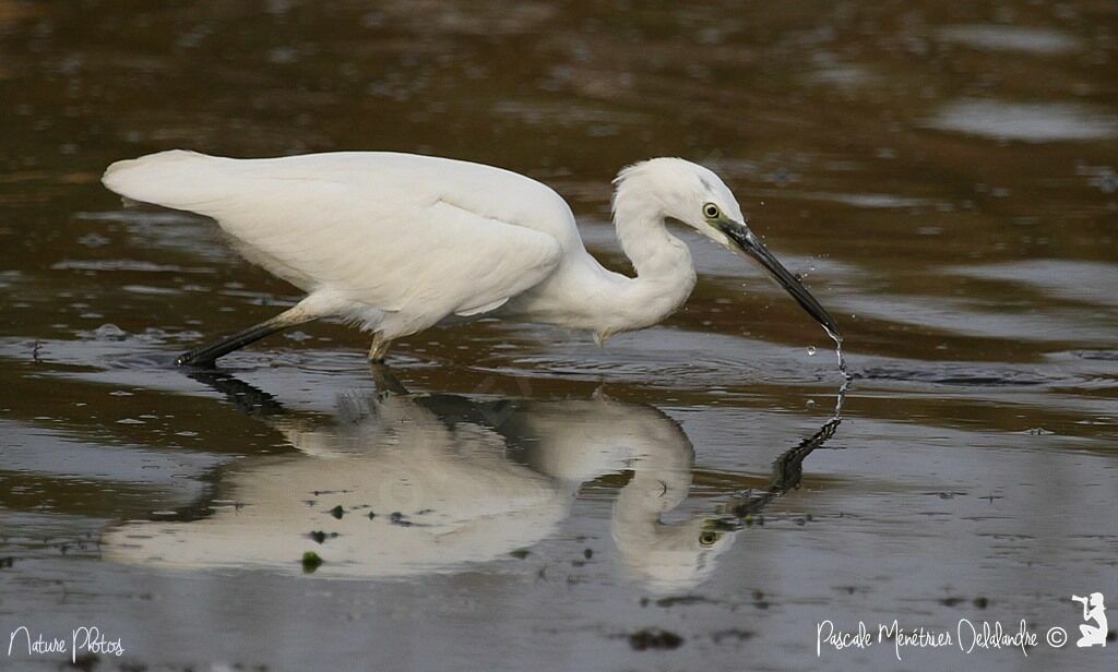 Little Egretadult