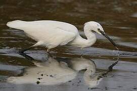 Aigrette garzette