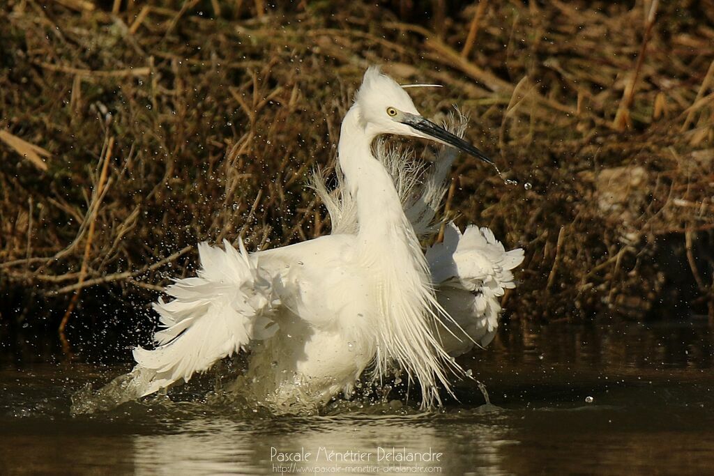 Aigrette garzette