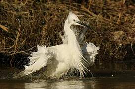 Little Egret