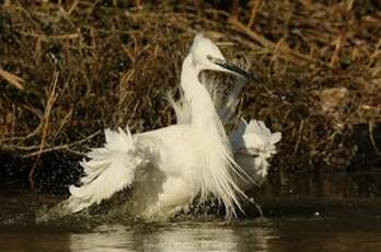 Aigrette garzette