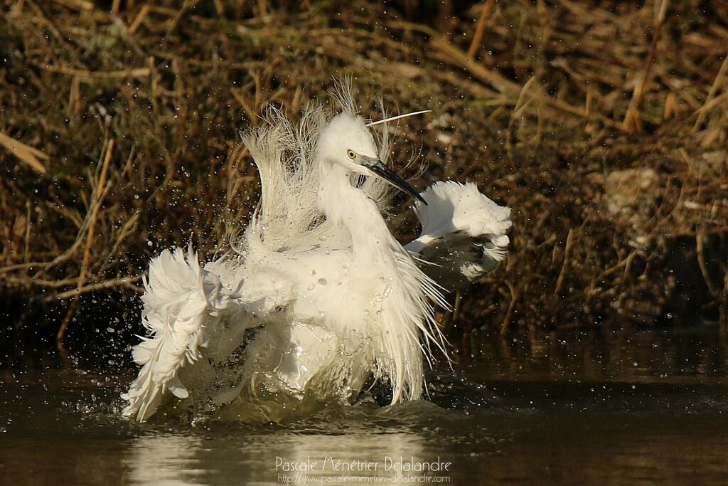 Aigrette garzetteadulte