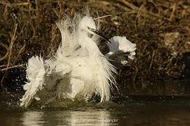 Little Egret