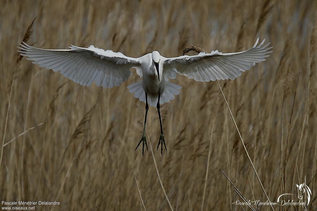 Aigrette garzette