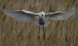 Little Egret