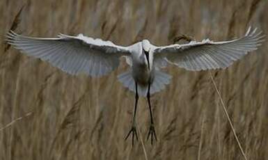 Aigrette garzette