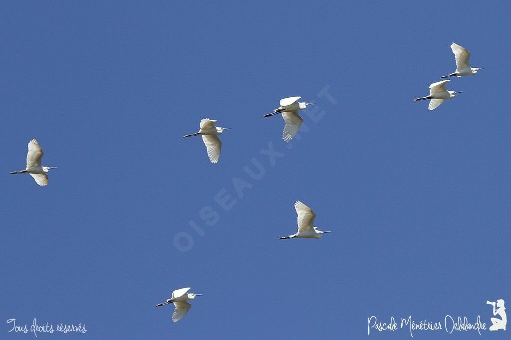 Little Egret