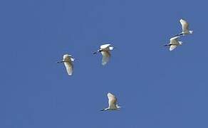 Little Egret