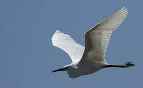 Little Egret