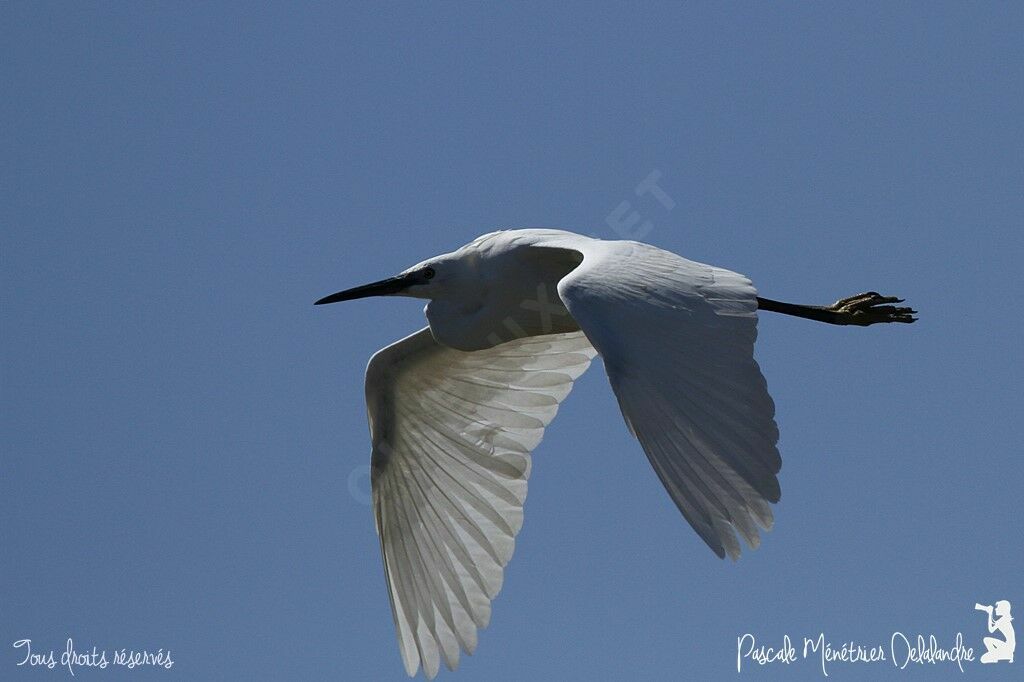 Little Egret