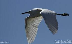 Little Egret