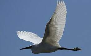 Little Egret