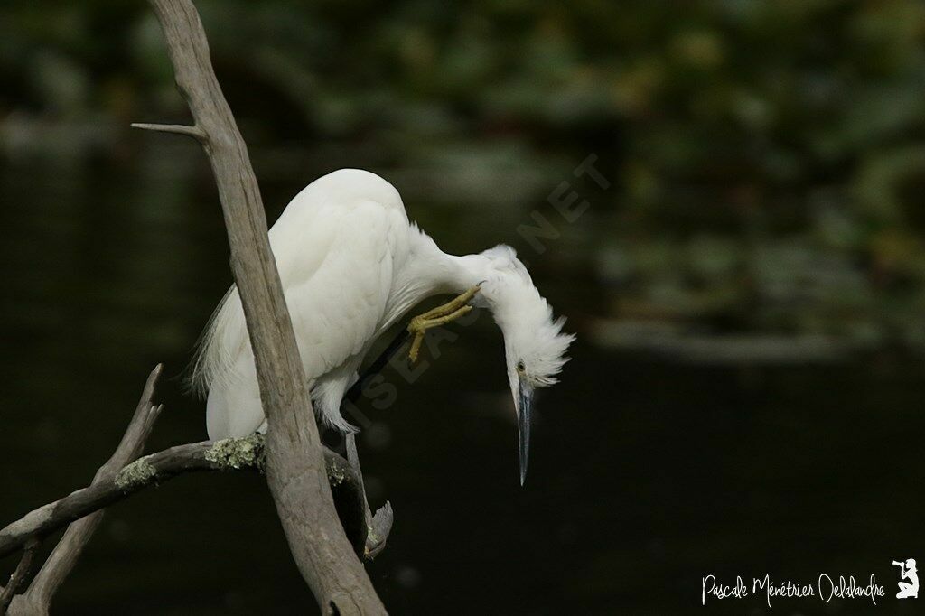 Aigrette garzette