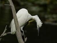 Aigrette garzette