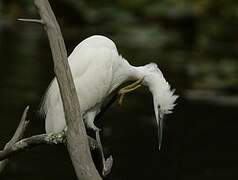 Little Egret