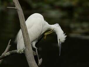 Aigrette garzette