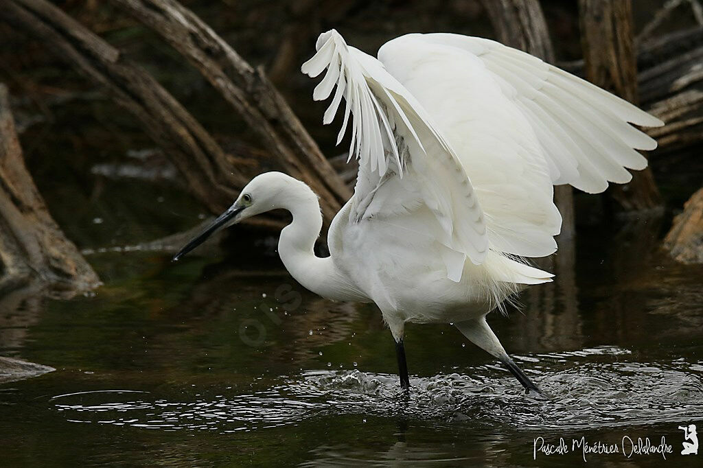 Little Egret