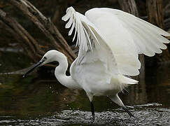 Little Egret