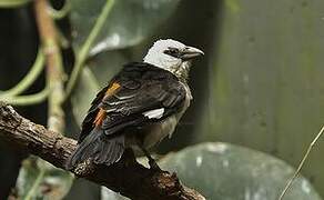 White-headed Buffalo Weaver