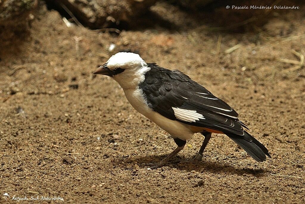 White-headed Buffalo Weaver