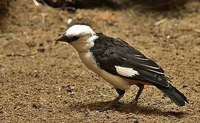 White-headed Buffalo Weaver