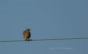 Woodlark