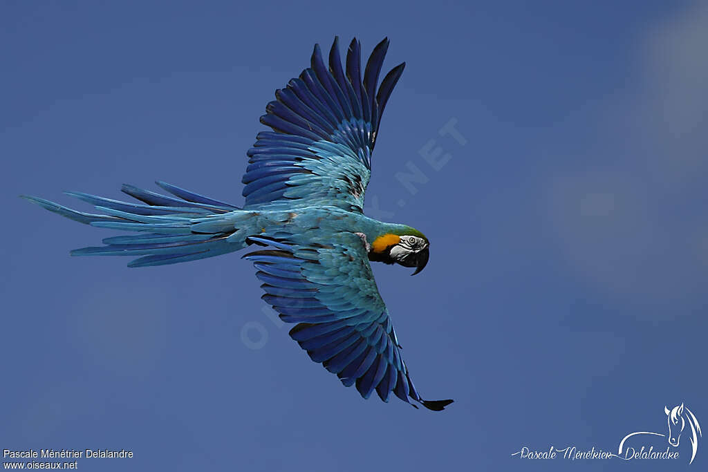 Blue-and-yellow Macaw, Flight