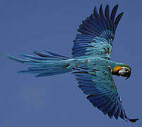 Blue-and-yellow Macaw