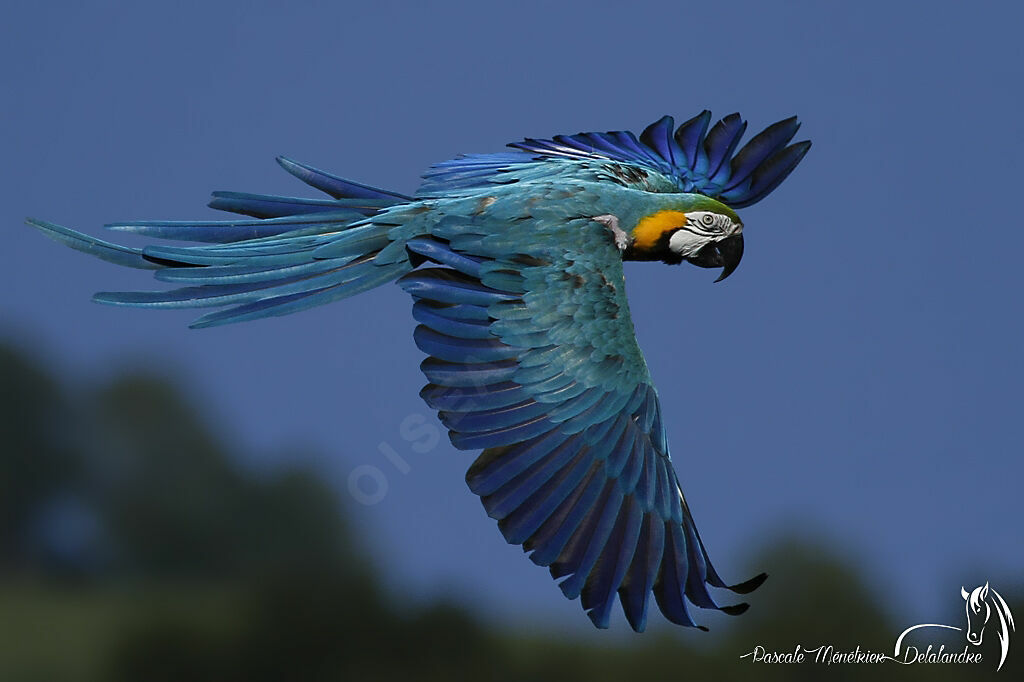 Blue-and-yellow Macaw