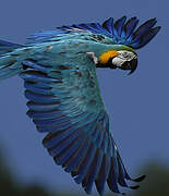 Blue-and-yellow Macaw