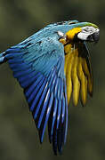 Blue-and-yellow Macaw