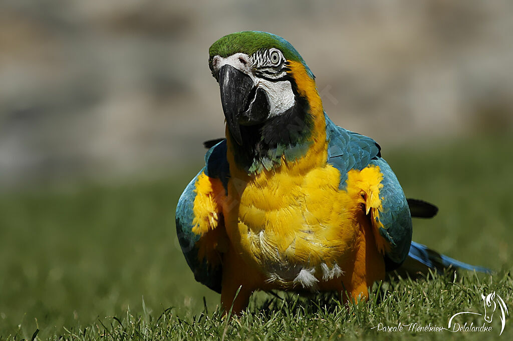 Blue-and-yellow Macaw