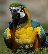 Blue-and-yellow Macaw