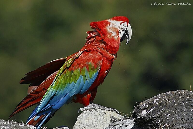 Red-and-green Macaw