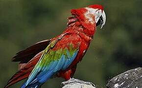 Red-and-green Macaw