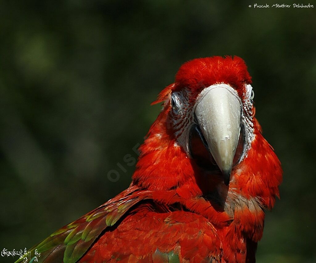 Red-and-green Macaw