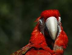 Red-and-green Macaw