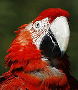 Red-and-green Macaw