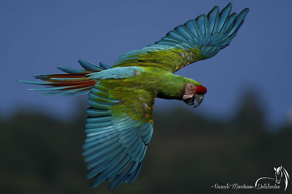 Military Macaw