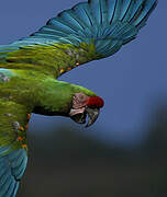 Military Macaw