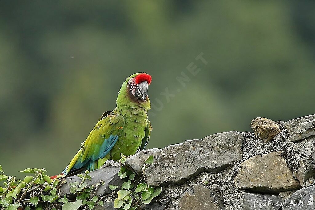 Military Macaw