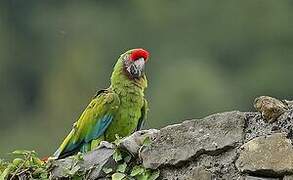 Military Macaw