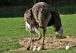 Common Ostrich