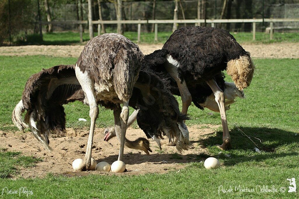 Common Ostrich