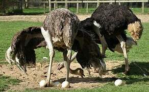 Common Ostrich