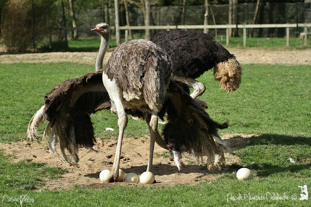 Common Ostrich