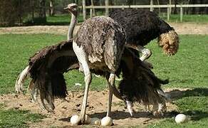 Common Ostrich